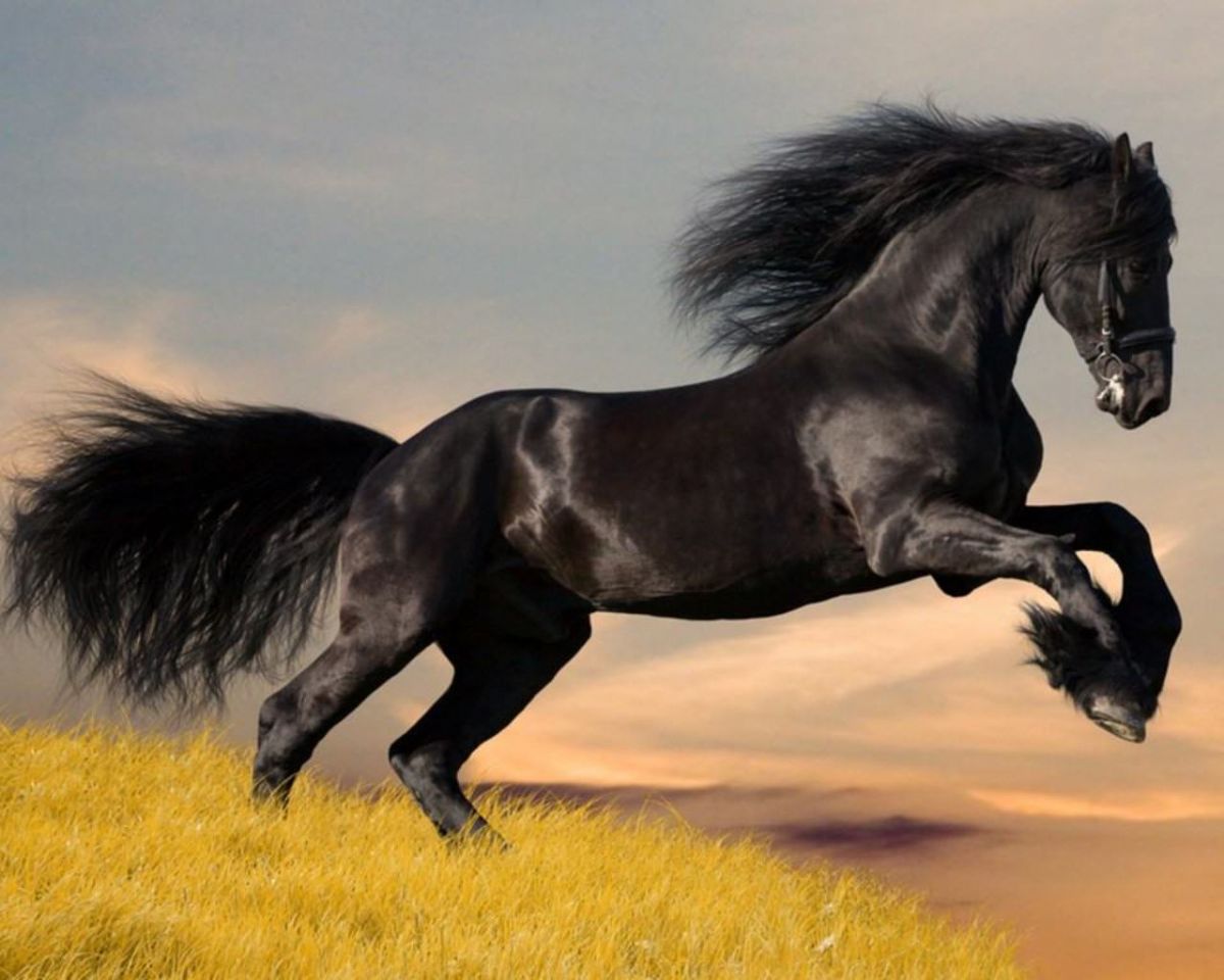 dream meaning horse