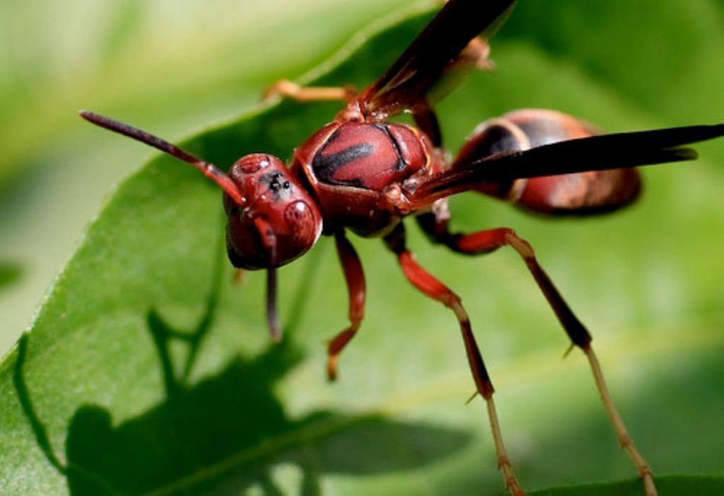 Dream Meaning of Insect