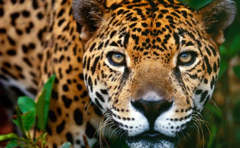 Dream Meaning of Jaguar