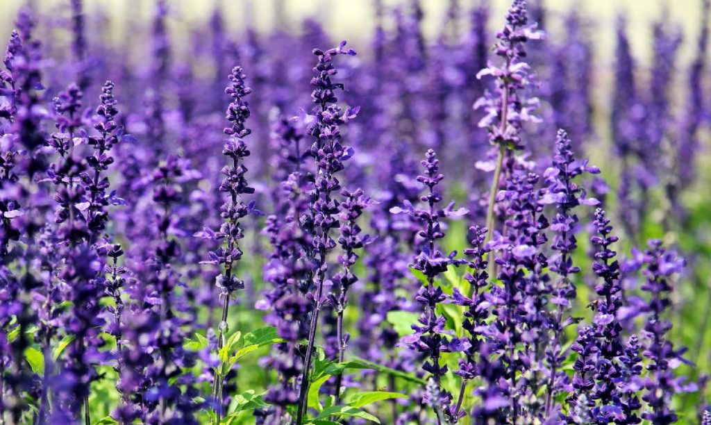 Dream Meaning of Lavender