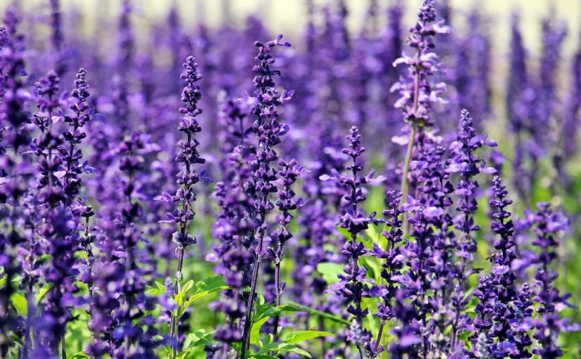 Dream Meaning of Lavender