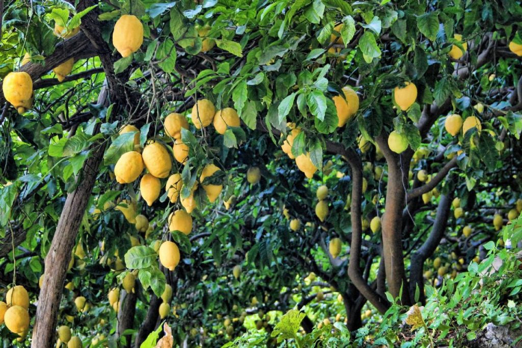 Dream Meaning Of Lemon Tree