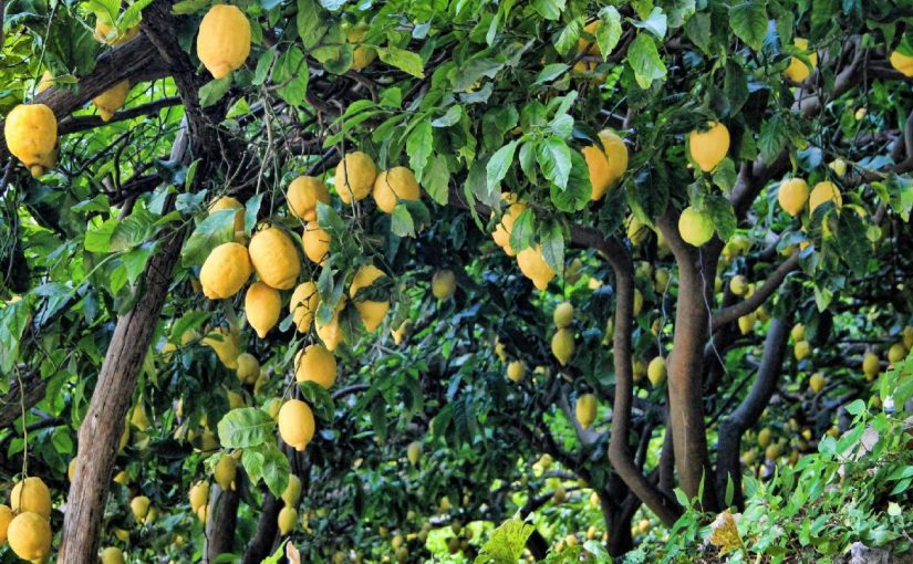 Dream Meaning Of Lemon Tree