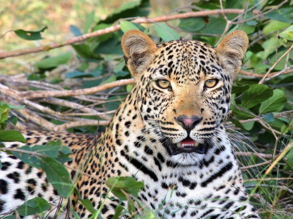 Dream Meaning of Leopard