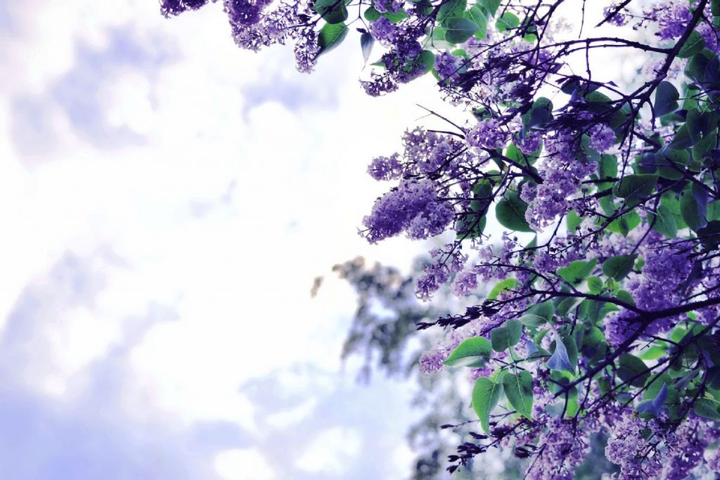 Dream Meaning Of Lilac