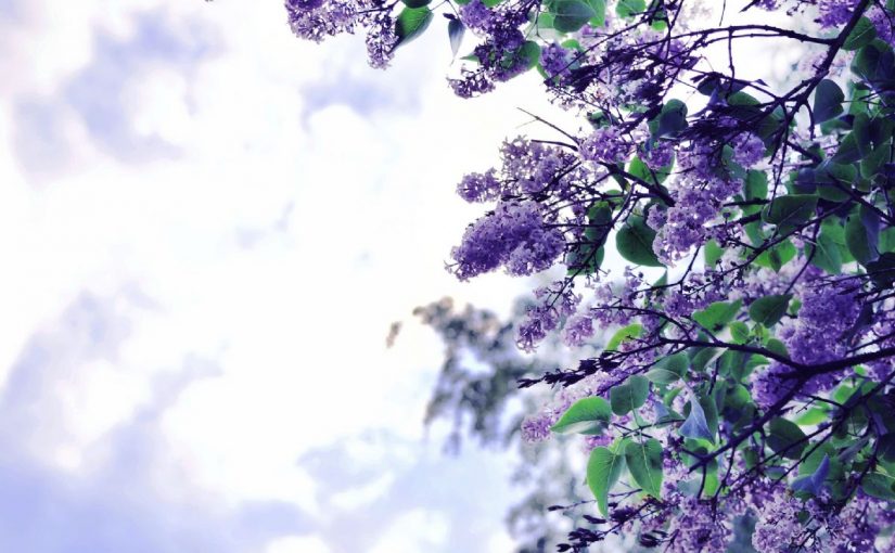 Dream Meaning Of Lilac