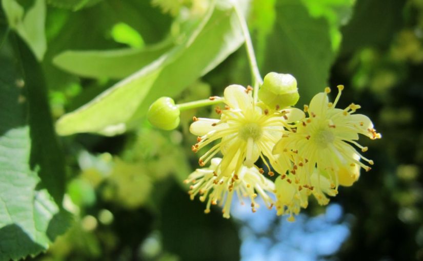 Dream Meaning of Linden Flower - Dream Interpretation