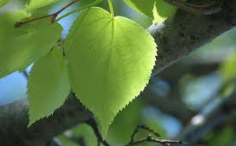 Dream Meaning of Linden Leaf