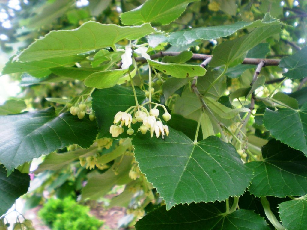 Dream Meaning of Linden Tree