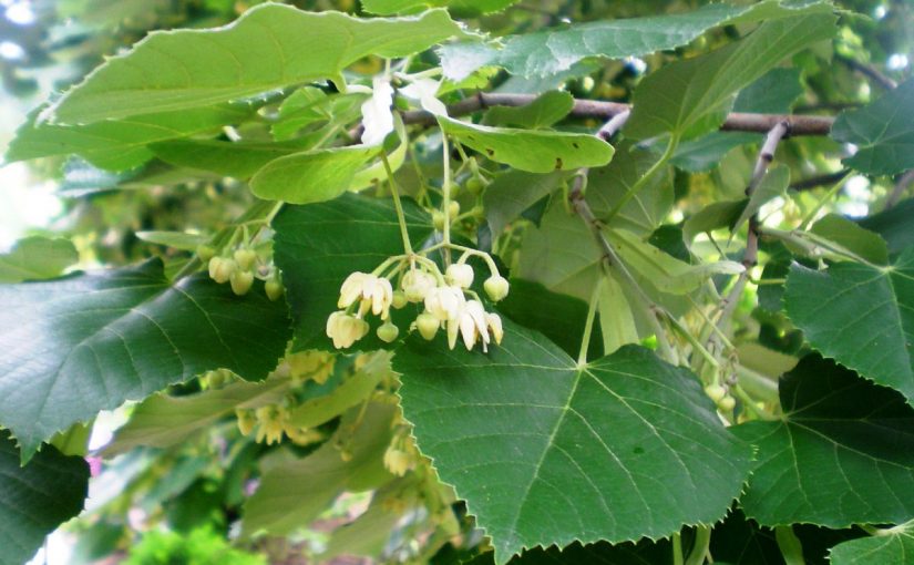 Dream Meaning of Linden Tree - Dream Interpretation