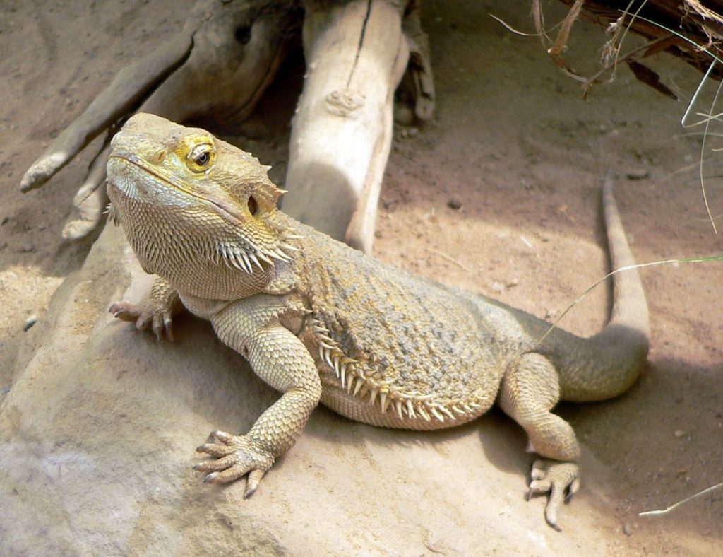 Dream Meaning of Lizard