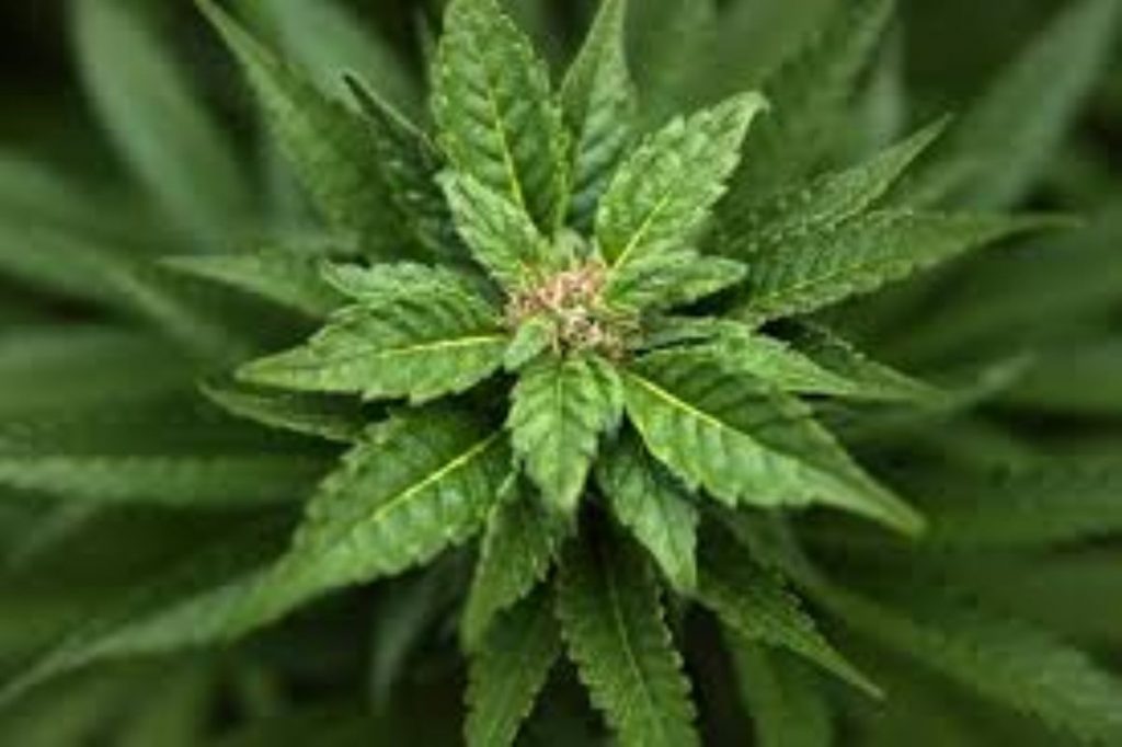 Dream Meaning of Marijuana