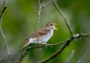 Dream Meaning of Nightingale