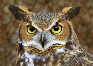 Dream Meaning of Owl