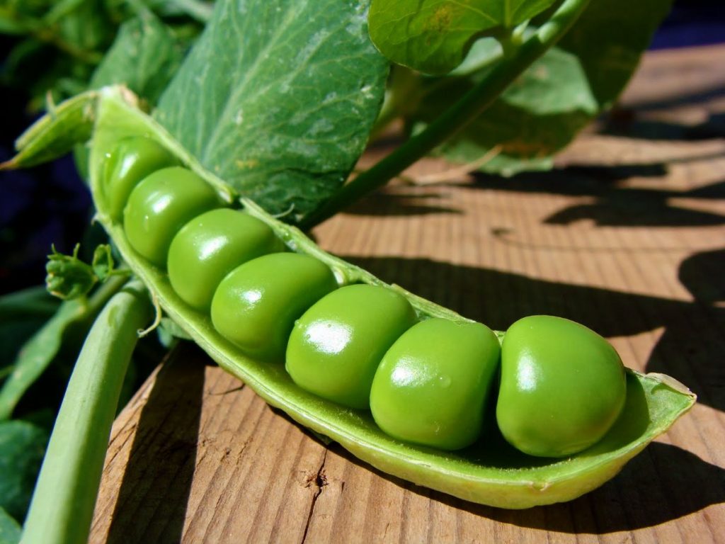 Dream Meaning of Peas