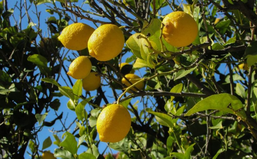 Dream Meaning Of Picking Lemon