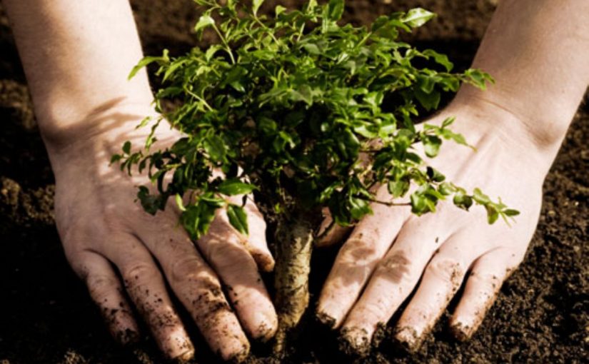 Dream Meaning of Planting Trees