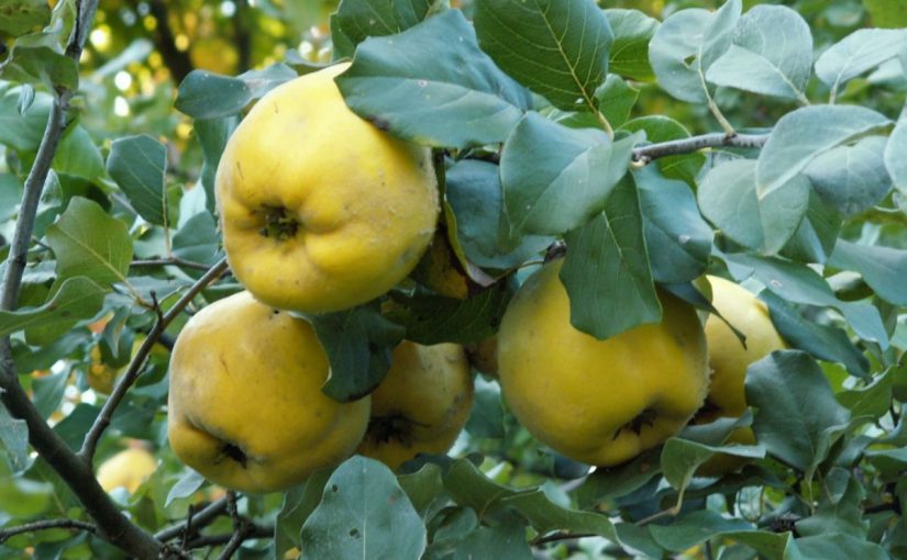 Dream Meaning of Quince