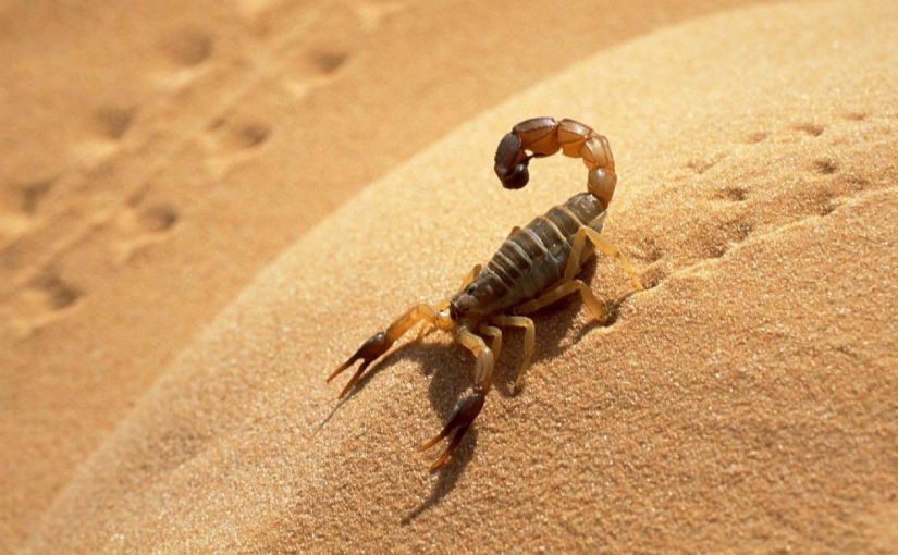 Dream Meaning of Scorpion