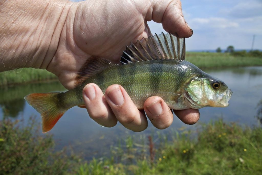 Dream Meaning of Sea Bass