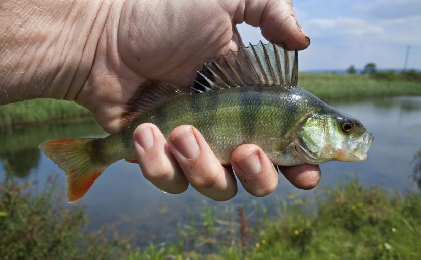 Dream Meaning of Sea Bass