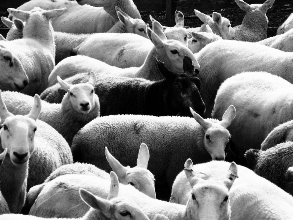 Dream Meaning of Sheep
