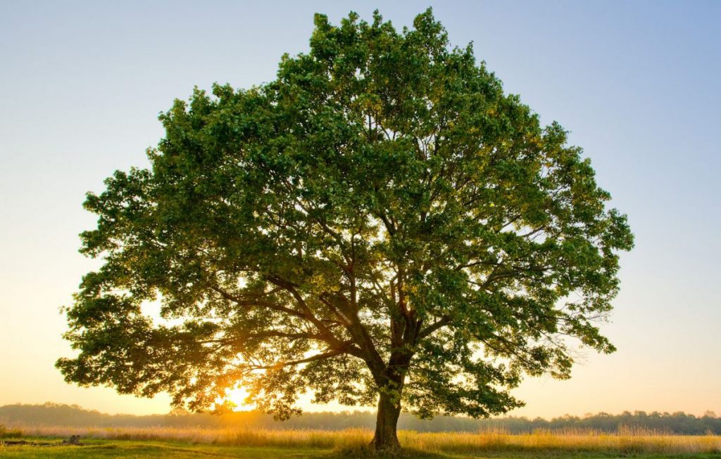 Dream Meaning Tree