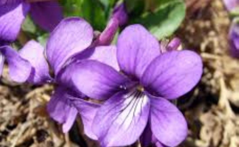 Dream Meaning of Violet