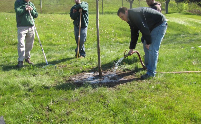 Dream Meaning of Watering A Tree