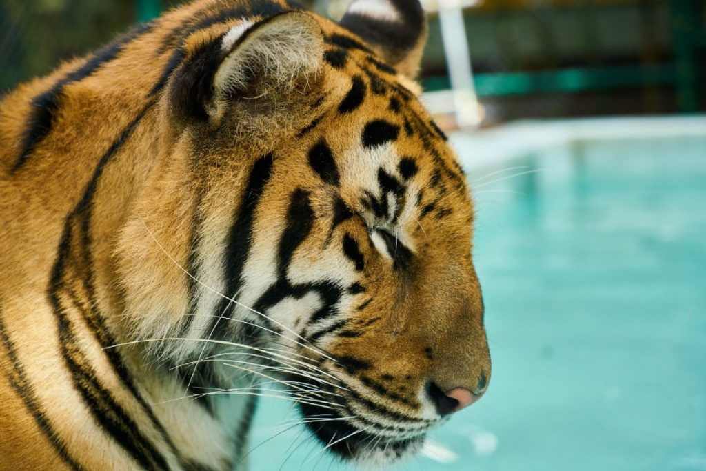Dream Meaning of Wild Animal - Dream Interpretation Dream Meaning of Wild Animal - Dream Interpretation