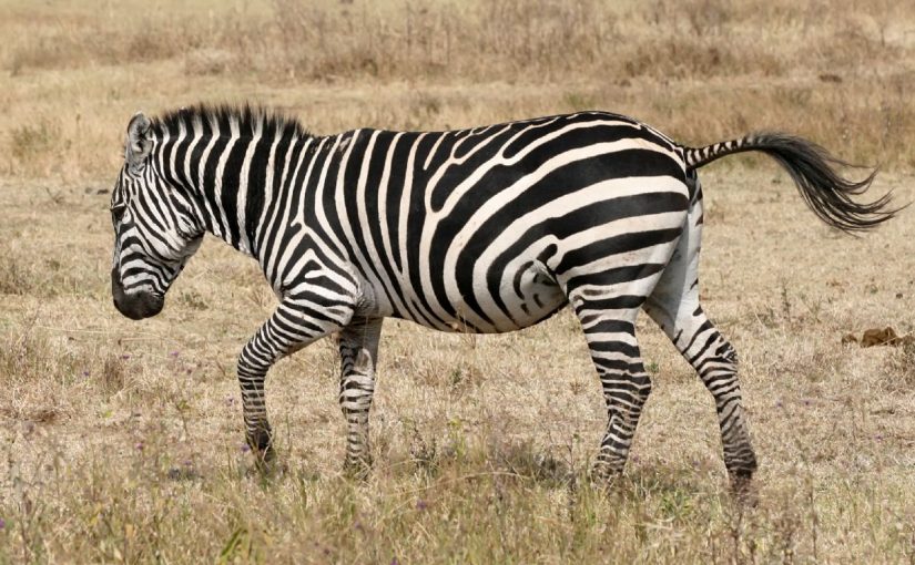 Dream Meaning of Zebra