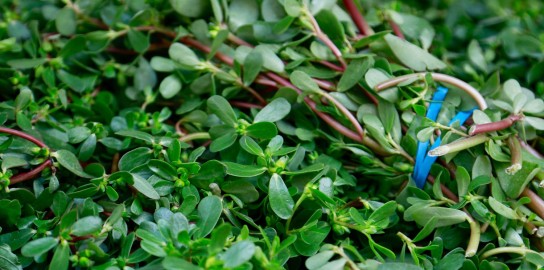 Dream Meaning of Purslane