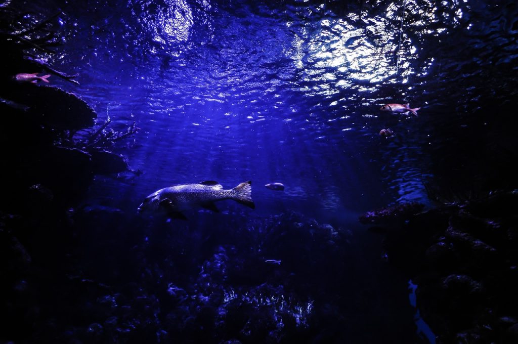 Dream Meaning of Aquarium