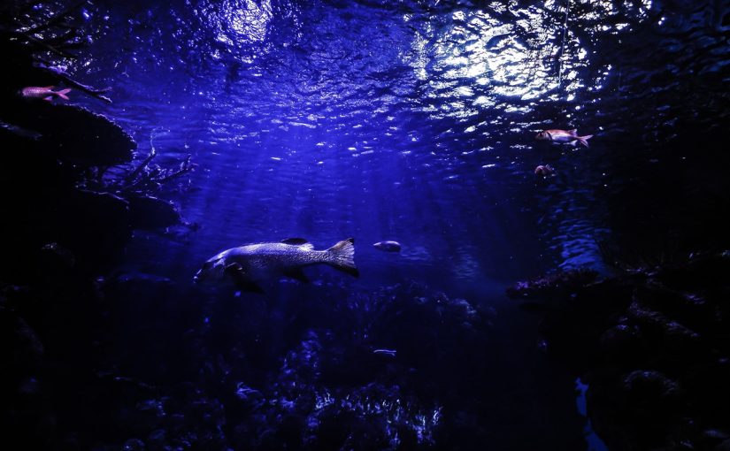 Dream Meaning of Aquarium