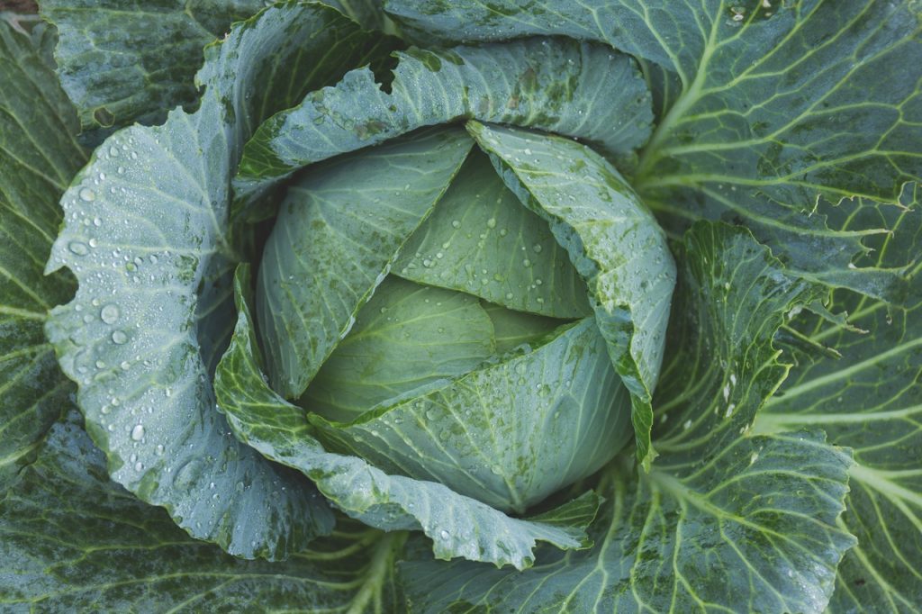 Dream Meaning of Cabbage