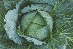 Dream Meaning of Cabbage
