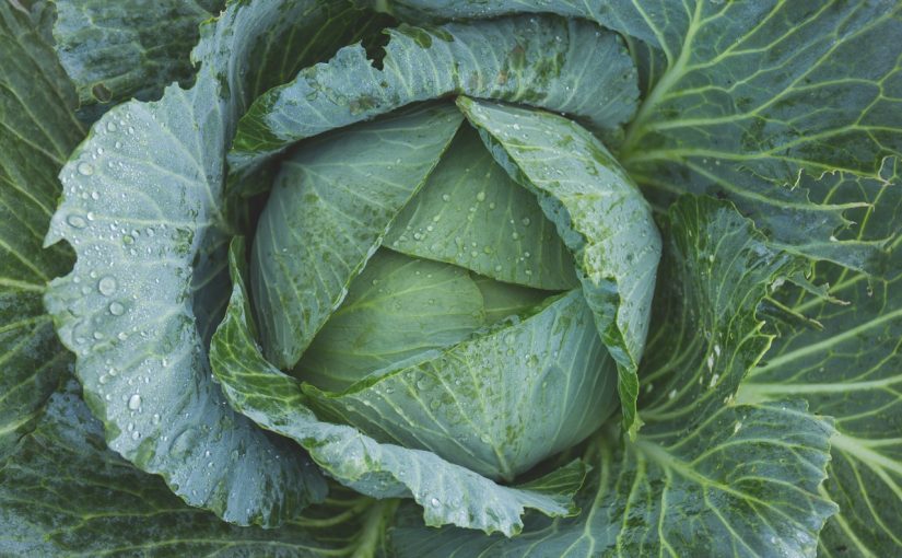 Dream Meaning of Cabbage