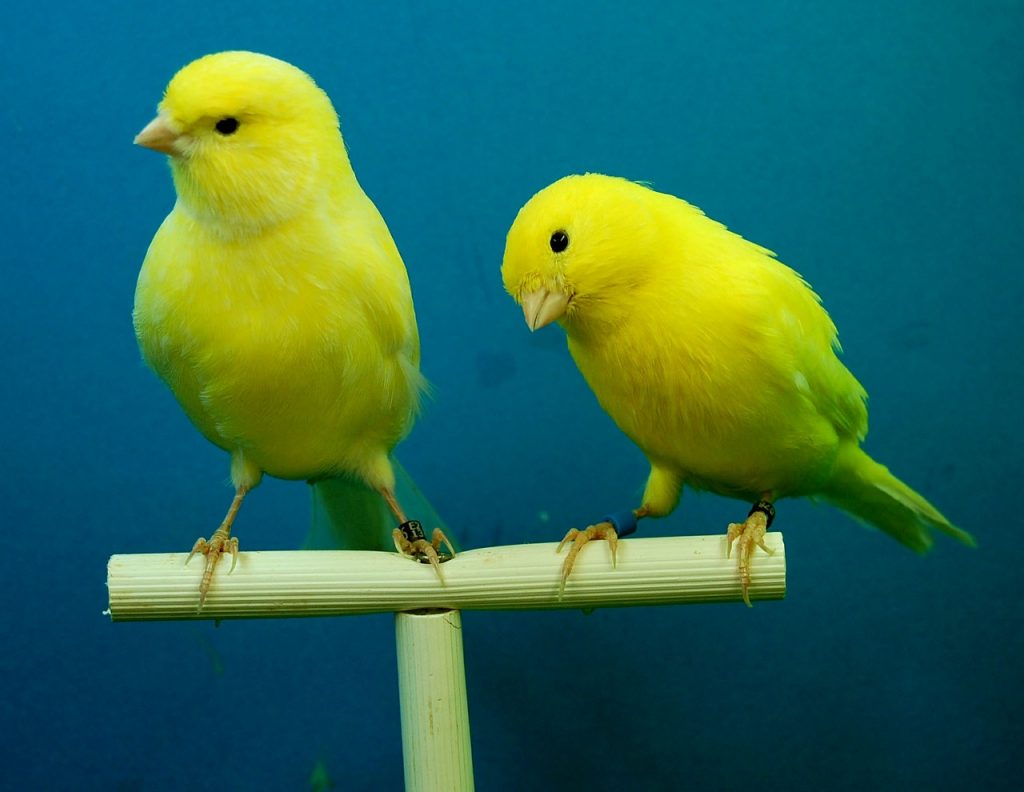 cold canary gaslight meaning cold canary gaslight meaning