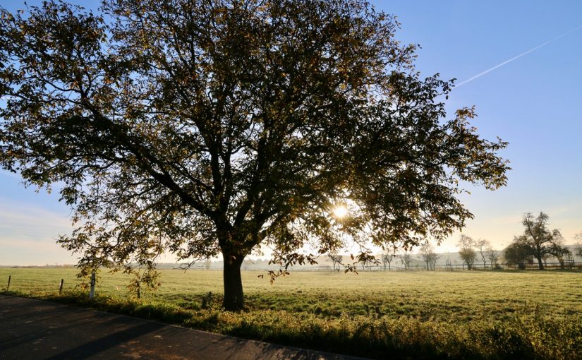 Dream Meaning of Oak Tree