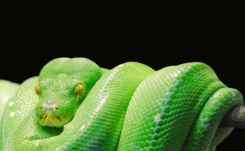 Dream Meaning of Snake