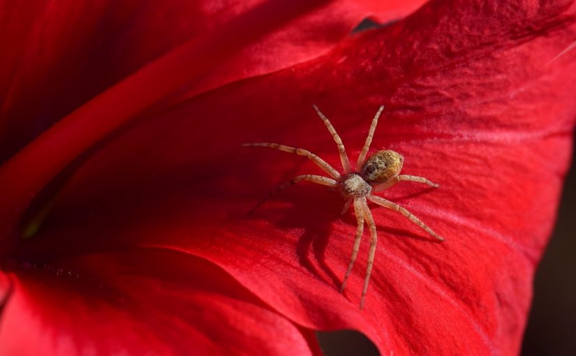 free download spider dream meaning free download spider dream meaning