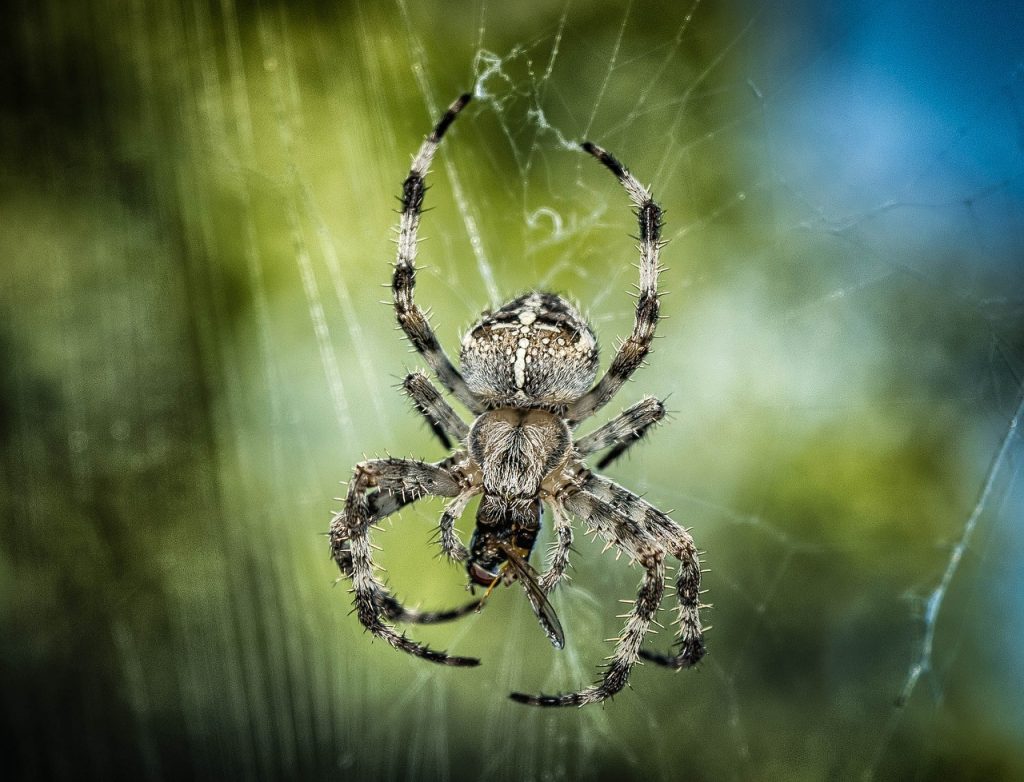 download free dreaming of spiders download free dreaming of spiders