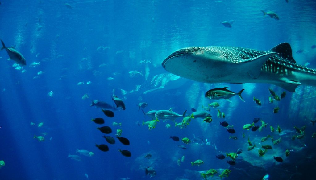 Dream interpretation of whales