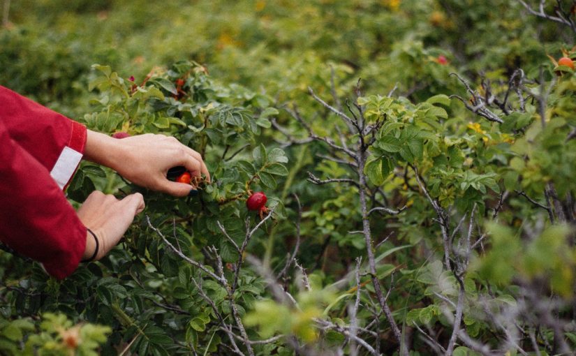 Dream Meaning of Picking Fruits From A Tree