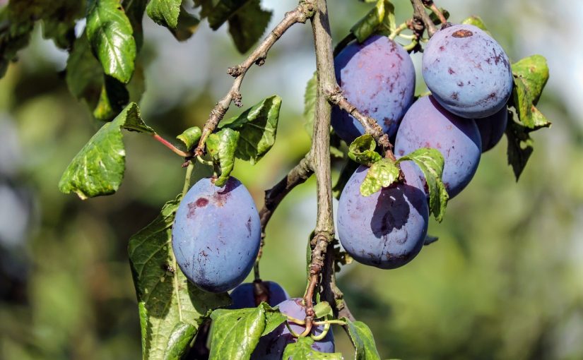 Dream Meaning of Plum