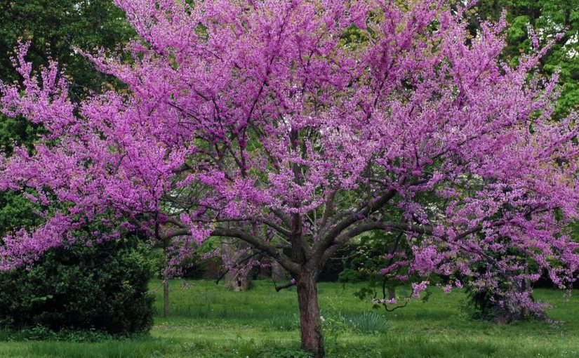 Dream Meaning of Redbud (Judas Tree)