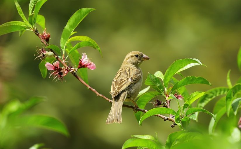 Dream Meaning of Sparrow
