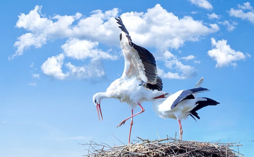 Dream Meaning of Stork
