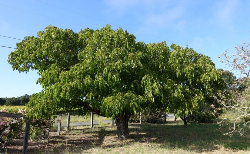 Dream Meaning of Walnut Tree