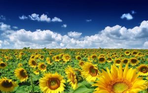 Dream Meaning of Sunflower